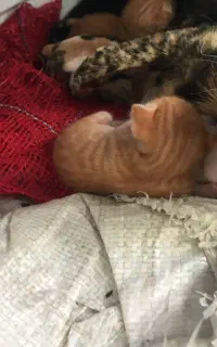 واگذاری بچه گربه