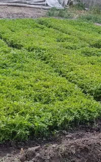 نشای گوجه فرنگی (شیتیل)
