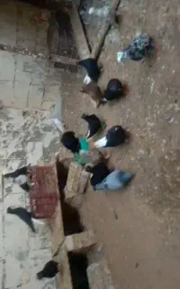 کبوتررنگی دم سفید در دهات دونه ۷۵۰