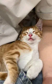 واگذاری رایگان بچه گربه ۲ ۳ ماهه نر