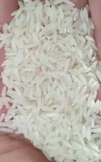 برنج ایرانی طارم شمال