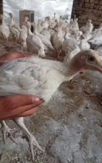 بوغلمون  بیوتی ۶ زرین