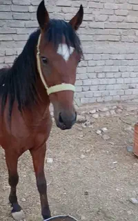 کره اسب دره شور ، دوسال و هفت ماه تک خال