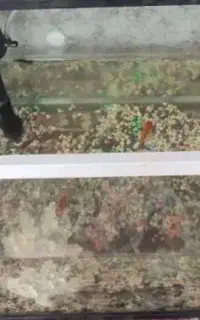 واگذاری رایگان ماهی