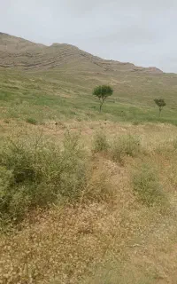 مقدار ۲۰۰ جریب گندم و ۳۰۰ جریب علف بهاره