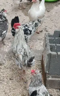 مرغ و خروس گلین ،مرندی ،لهستانی