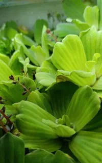 گیاه طبیعی آکواریوم کاهو رو آبی فروش ویژه