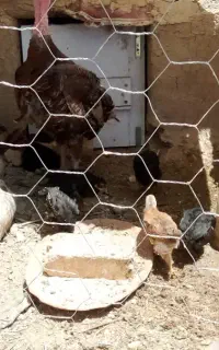 بقلمون