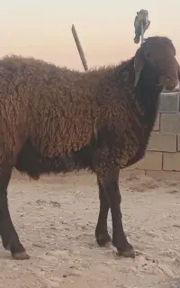 قوچ همو ۹۰ میلیون