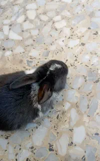 خرگوش