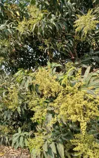 انجام کلیه امورات فضای سبز با تیمی حرفه ایی