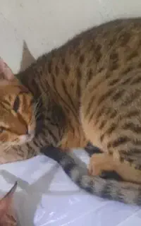 گربم گمشده زنگوله تو گردنش داره