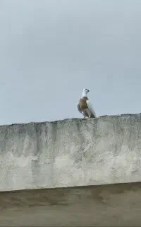 کفتر