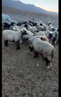 فروش ۲۲راس میش بختیاری تخمی تمام شیشک