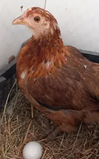 مرغ گلین پاپر