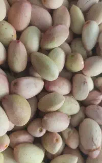 پسته تازه