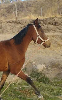 مادیان کرد 2/5ساله