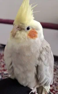 گمشده