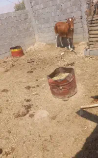 گاو