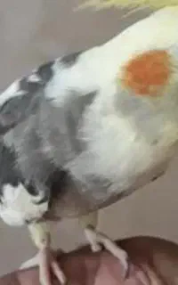 گمشده