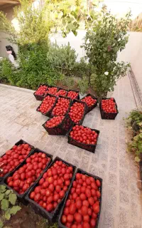 آبگیری گوجه آب گیری گوجه سیار