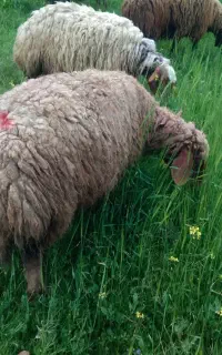 با سلام قوچ و گوسفند داشتی مالچه