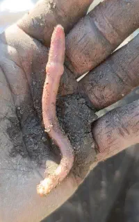 کرم خاکی برای صید ماهی و غذای ماهی و باغچه