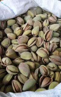 بادام تازه شیرین