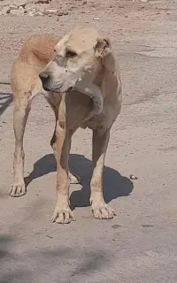 توله سرابی