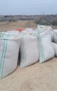 کاه گندم تازه