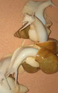 حلزون سوپر مولد آلبینو