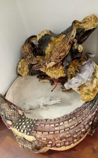 آبشار تمساح