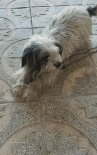 واگذاری شیتوز