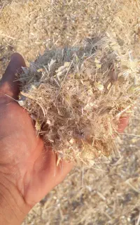 فروش کاه گلرنگ