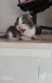 ۶عدد بچه گربه ناز