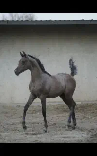 کره نریان دو سر زیبایی