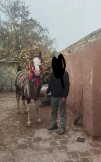 اسب