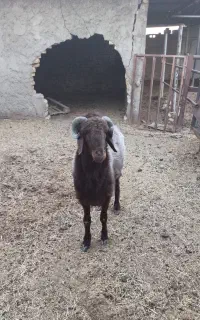 قوچ جوان ۲ساله نژاد افشاری