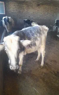تلیسه سفید آبی