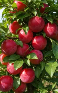 فروش نهال آلو گرگان