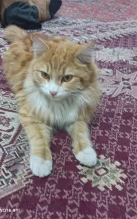 گربه گم شده