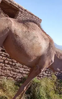 بلبون فروشی
