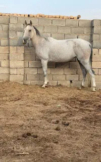 ترکمن 8ساله