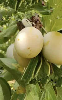 آلو بخارا