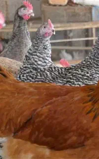 فروش  فوری مرغ خروس خونگی