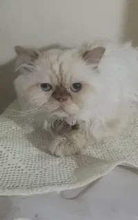 گربه پرشین سوپر فلت