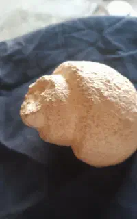 فسیل حلزون
