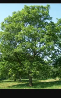 گردو تکونی وهرس گردو