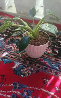 گل زیبای برکین
