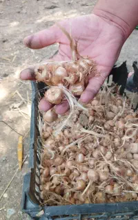 پیاز زعفران